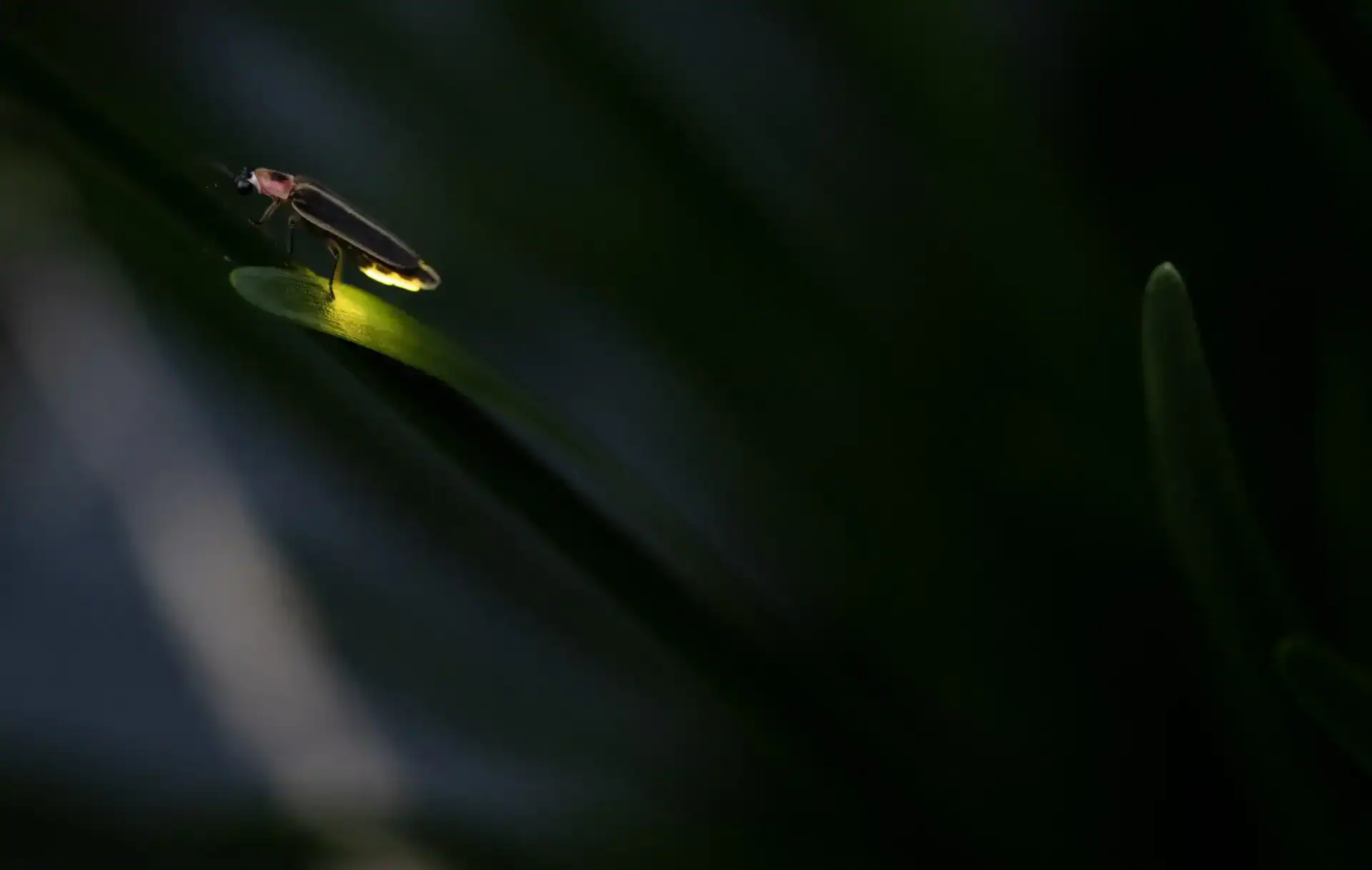 Firefly glowing in the mangrove forest during a night excursion at Canvas & Orchids Retreat, Cambodia