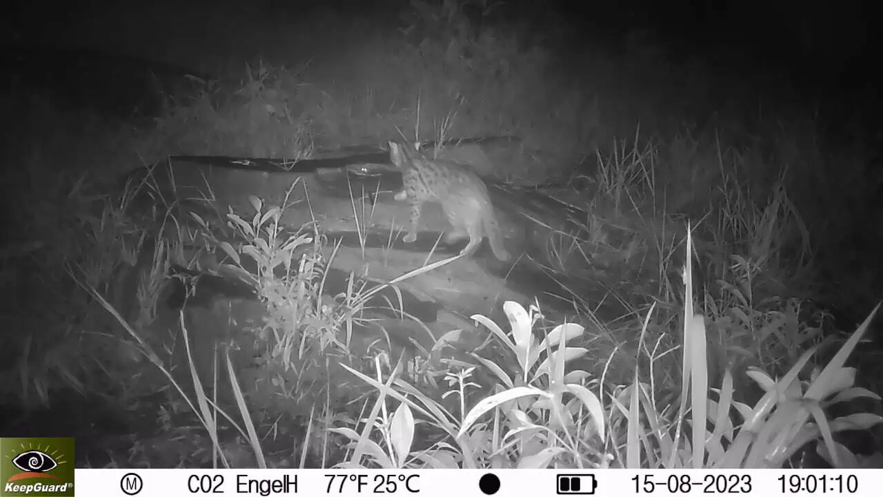 Fishing cat photographed by a wildlife camera trap in Cambodia's Cardamom Mountains